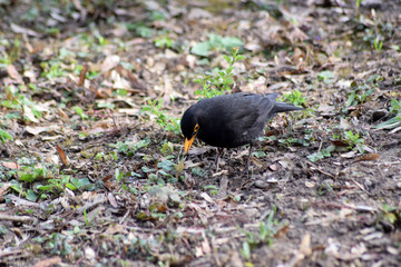 Amsel