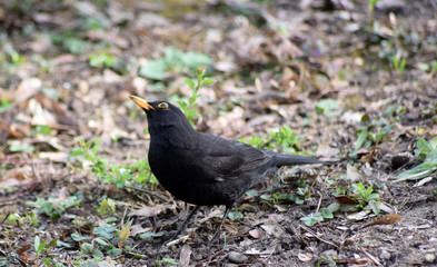 Amsel
