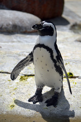 Pinguin