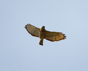 RedTail Hawk 