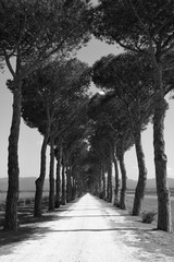 Road among trees in Tuscany, Italy