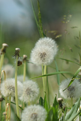 Dandelion clouds