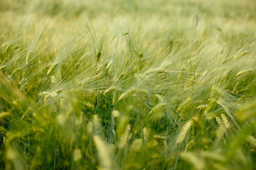 cereals in the field
