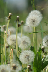 Dandelion clouds