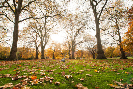 Small pigeon soaring over lawn with dried leaves on sunny day in beautiful autumn park