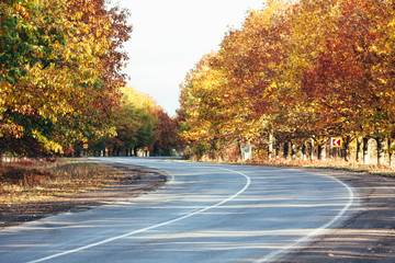 Obraz premium jesień droga asfaltowa