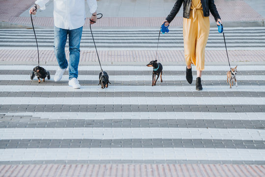 Back view of crop woman and man walking with pets and paralyzed handicapped Dachshund dog with wheelchair on street