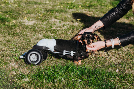 From above crop woman with wheelchair on paralyzed handicapped Dachshund dog