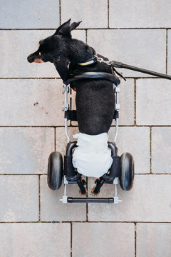 From above paralyzed handicapped Dachshund dog with wheelchair walking on street