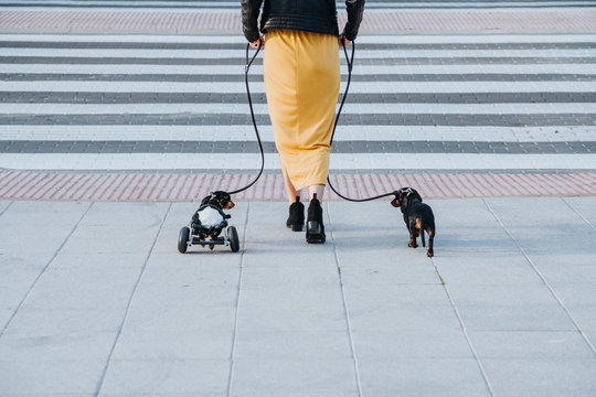 Back view of crop woman walking with pets and paralyzed handicapped Dachshund dog with wheelchair on street