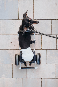 From above paralyzed handicapped Dachshund dog with wheelchair walking on street