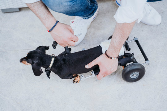 From above crop male fixing wheelchair on paralyzed handicapped Dachshund dog