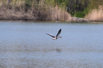 Fliegende Graugans