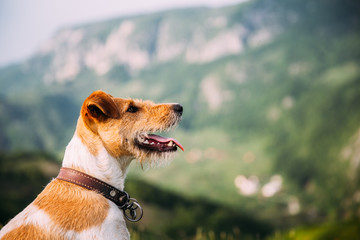 Fox terrier outdoors