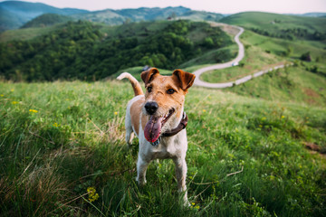 Fox terrier outdoors