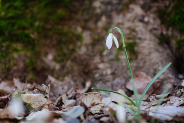 Snowdrop or common snowdrop 