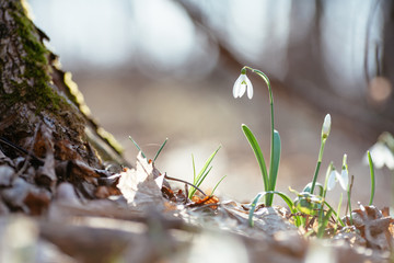 Snowdrop or common snowdrop 