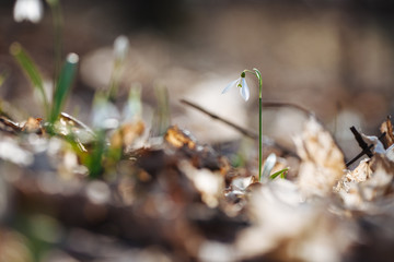 Snowdrop or common snowdrop 