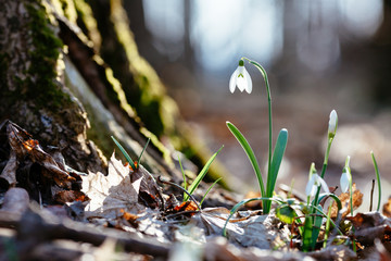 Snowdrop or common snowdrop 