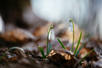 Snowdrop or common snowdrop 