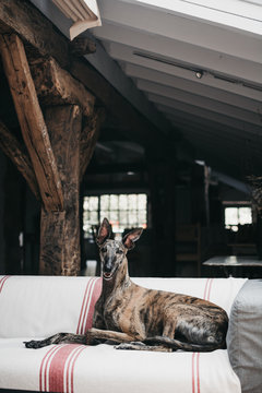 Cute Spanish greyhound relaxing on comfortable couch at cozy home