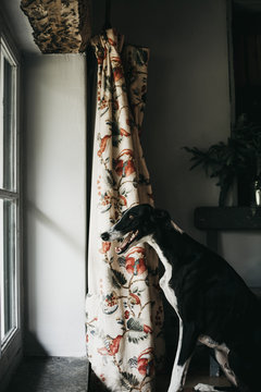Adorable Spanish greyhounds looking through window while sitting behind window at home