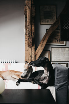 Cute Spanish greyhounds relaxing on comfortable couch at cozy home