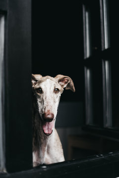 Adorable Spanish greyhounds looking through window while sitting behind window at home