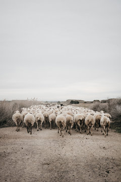 Sheep walking on the road