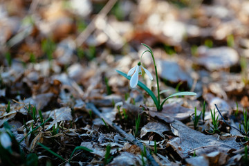Snowdrop or common snowdrop 