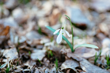Snowdrop or common snowdrop 