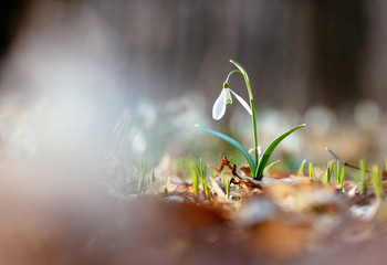 Snowdrop or common snowdrop 