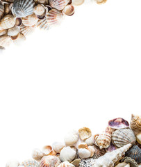 Background with different seashells on the sides and isolated in the center of white space for text. Large photo.