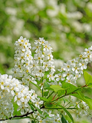 Blühende Traubenkirsche,  Prunus padus