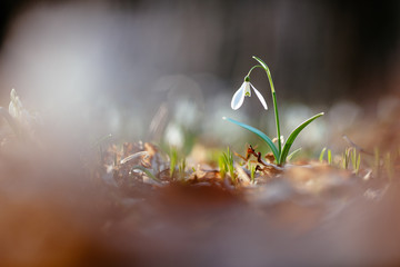 Snowdrop or common snowdrop 