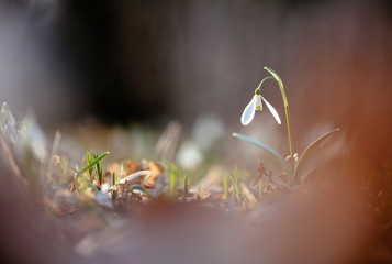 Snowdrop or common snowdrop 