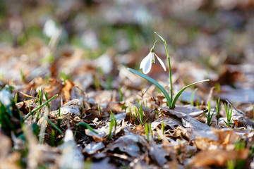 Snowdrop or common snowdrop 