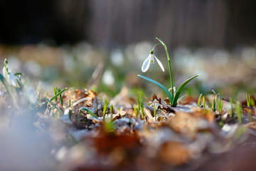 Snowdrop or common snowdrop 