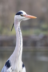 Reiher