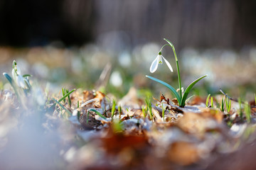 Snowdrop or common snowdrop 