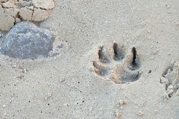 Dog footprint on sand beach with sea rock background and wetland