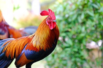 Close up a beautiful chicken standing on the pole with blurred tree leaves and warm light