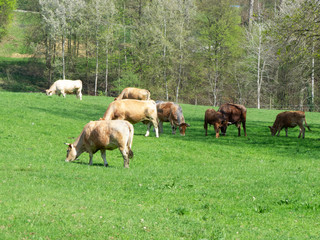 Group of brown cattle grazing on grass with trees in background