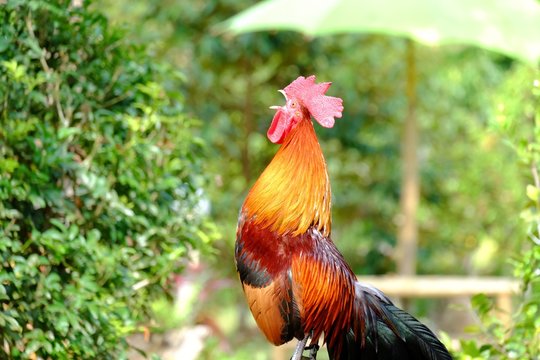 A rooster crowing and standing on the pole with green leaves background,sun light in the morning 