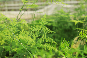 Fresh growing tropical plants on blurred background, closeup. Home gardening