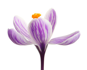 Beautiful spring crocus flower isolated on white