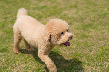 Dog poodle run in the park