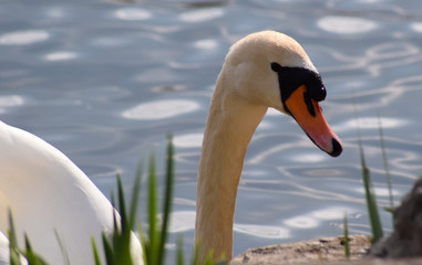Schwan