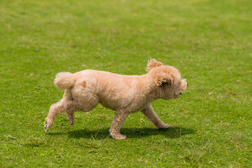 Dog poodle run in the park