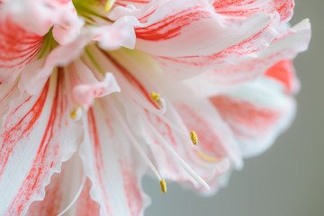 Beautiful striped Barbados lily